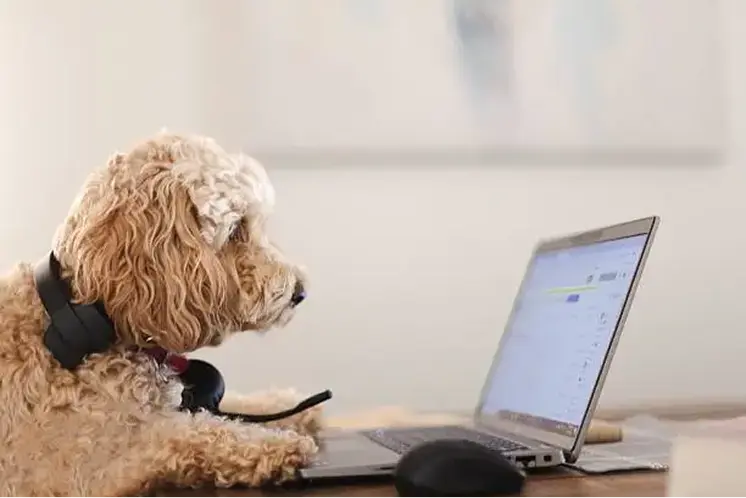 비개발자 특별 전형 오픈